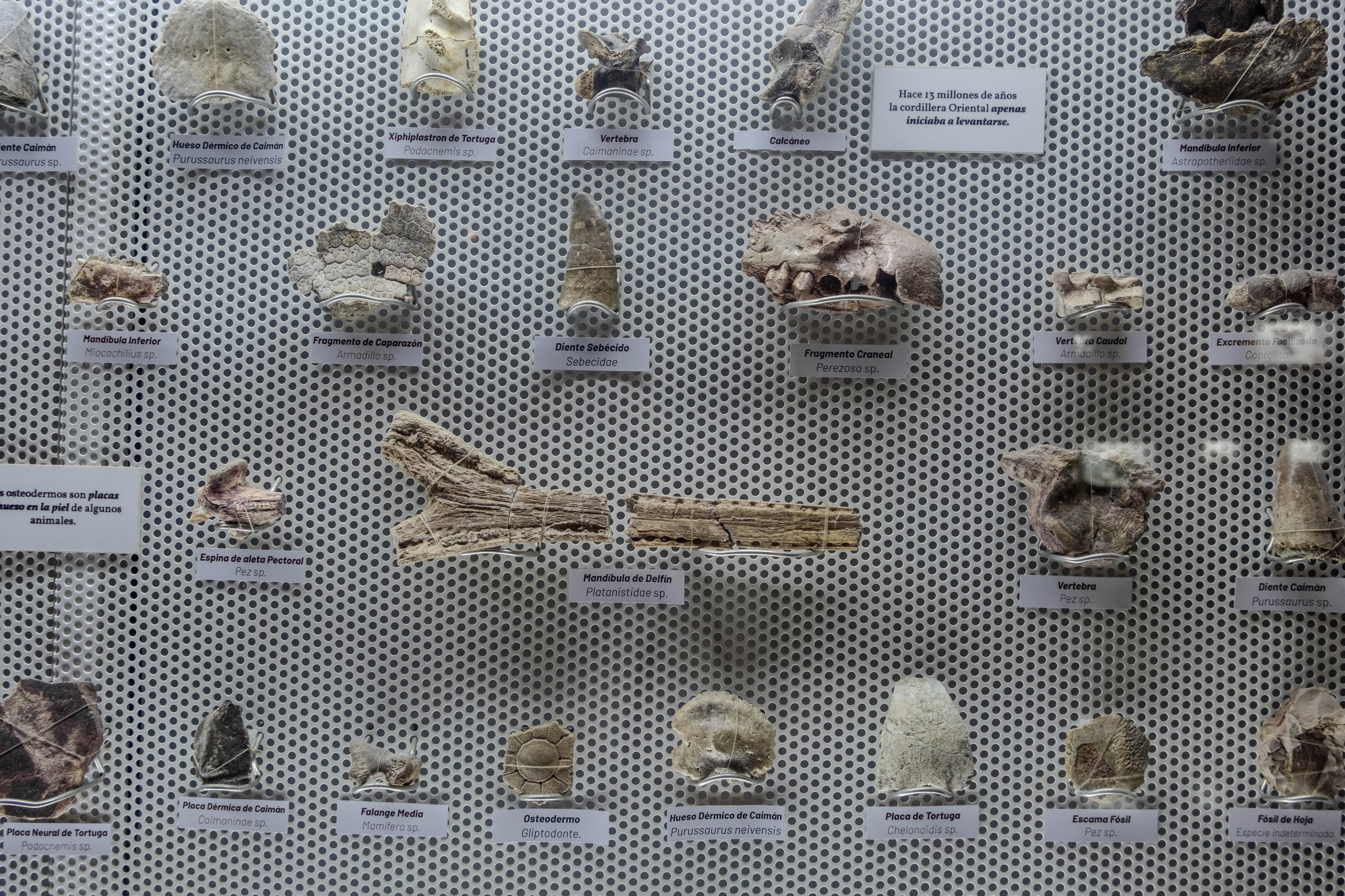 Detalle del mosaico de fósiles en el Museo Historia Natural de La Tatacoa, en La Victoria, Huila.