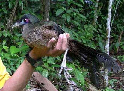 Un grupo de científicos ha localizado por primera vez en la historia al Cuco Terrestre de Sumatra, un ave que se creía extinguida hace un siglo.