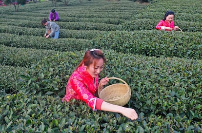 Una plantación de té en la provincia de Yichang Hubei, en China, el 19 de febrero.