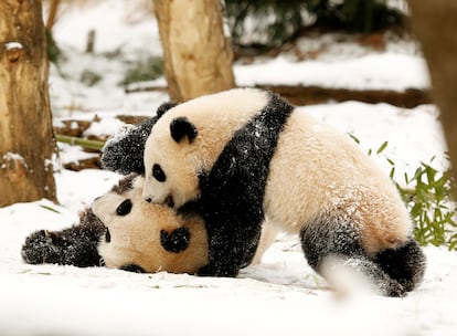 Giant Pandas