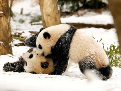 Giant Panda mom Mei Xiang (L) and her cub Bao Bao (R) wrestle in the snow at the Smithsonian National Zoo in Washington January 27, 2015.