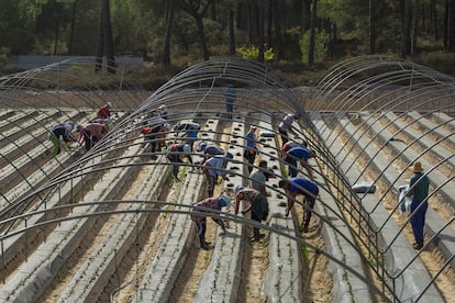 Trabajadores en las plantaciones de fresa en Lucena del Puerto (Huelva), en 2022.  