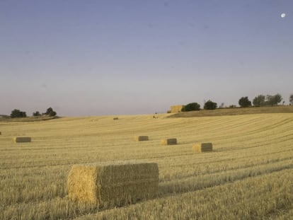 Al amanecer, pacas de paja en los campos de cultivo de Mondéjar (Guadalajara).