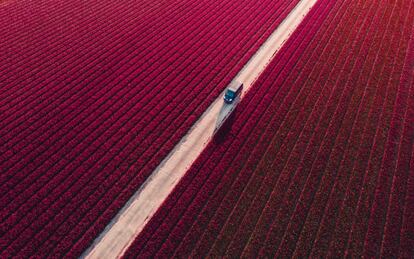 “Me preguntaba qué estaría haciendo esta furgoneta de reparto en medio de un campo de tulipanes”, explica el autor de esta imagen, seleccionada en la categoría de 'Urban' del concurso. “Tal vez llevase zuecos de madera, ya que la foto está tomada en los Países Bajos. Pero también podría ser queso Gouda”.
