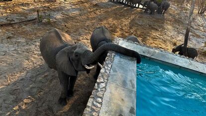 Elefantes sedientos bebiendo de una piscina en Zimbabue.