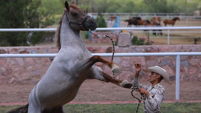 Criadero MIlitar de Ganado Santa Gertrudis, Chihuahua