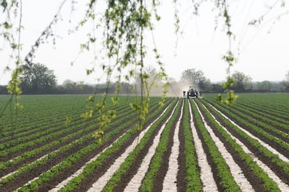 Un campo agrícola en Argentina.