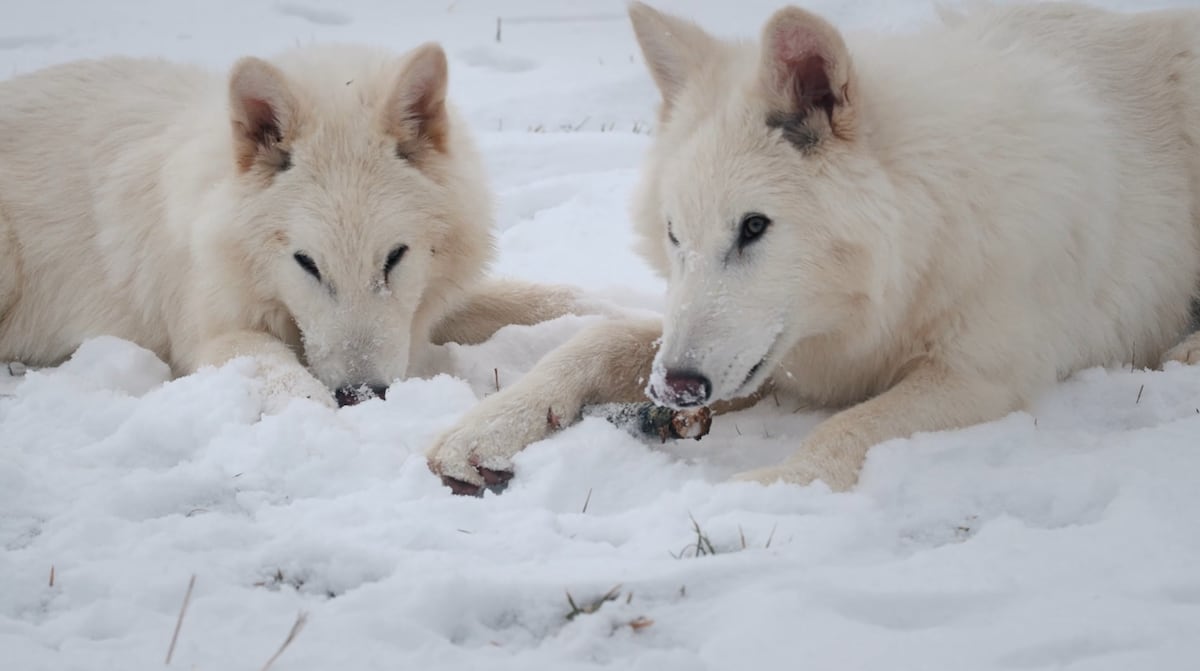 The company that created woolly mice announces the 'de-extinction' of the dire wolf | Science | EL PAÍS English