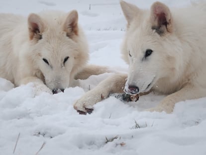 Los lobos Romulus y Remus, en imágenes de un vídeo promocional de Colossal.