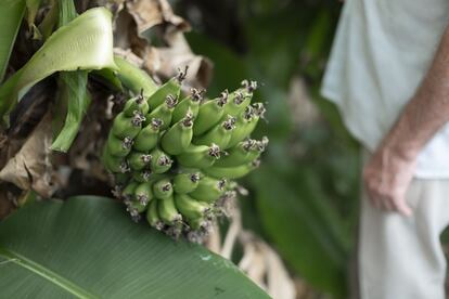 Una rama de plátanos aún verde de una de las más de 50 plataneras que tiene. 