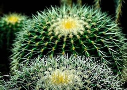 Poblador de los climas más extremos, el cactus se adapta a todo. Los 'cactae' son los vegetales que mejor dosifican el agua; además, sus espinas (son hojas que han evolucionado para minimizar la pérdida de líquido) les protegen de todo animal que quiera extraer su agua. Son también un ejemplo de aprovechamiento de recursos: por la noche el cactus traspira, ya que por el día, cuando tienen que soportar temperaturas que superan los 50 grados, 'elige' retener el agua en su interior.