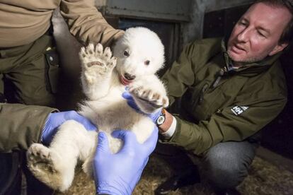 El veterinario Andreas Knierien (d) inspecciona a una cría de oso polar nacida en el zoo de Berlín (Alemania) para determinar su sexo.