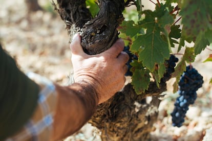 Un agricultor, controlando la maduración de la uva en un viñedo de La Rioja.