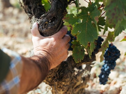 Un agricultor, controlando la maduración de la uva en un viñedo de La Rioja.