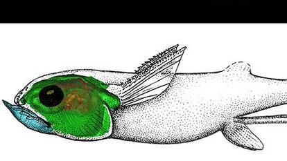 El fósil de pez de Kansas (arriba) y la reconstrucción de su cerebro dentro del cráneo.