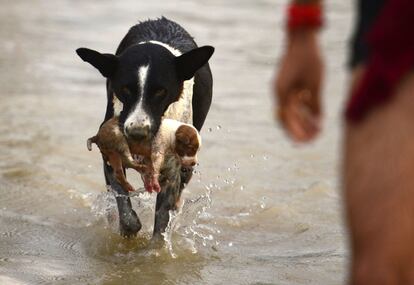 Una perra rescata a un cachorro de las inundaciones en Allahabad (India).