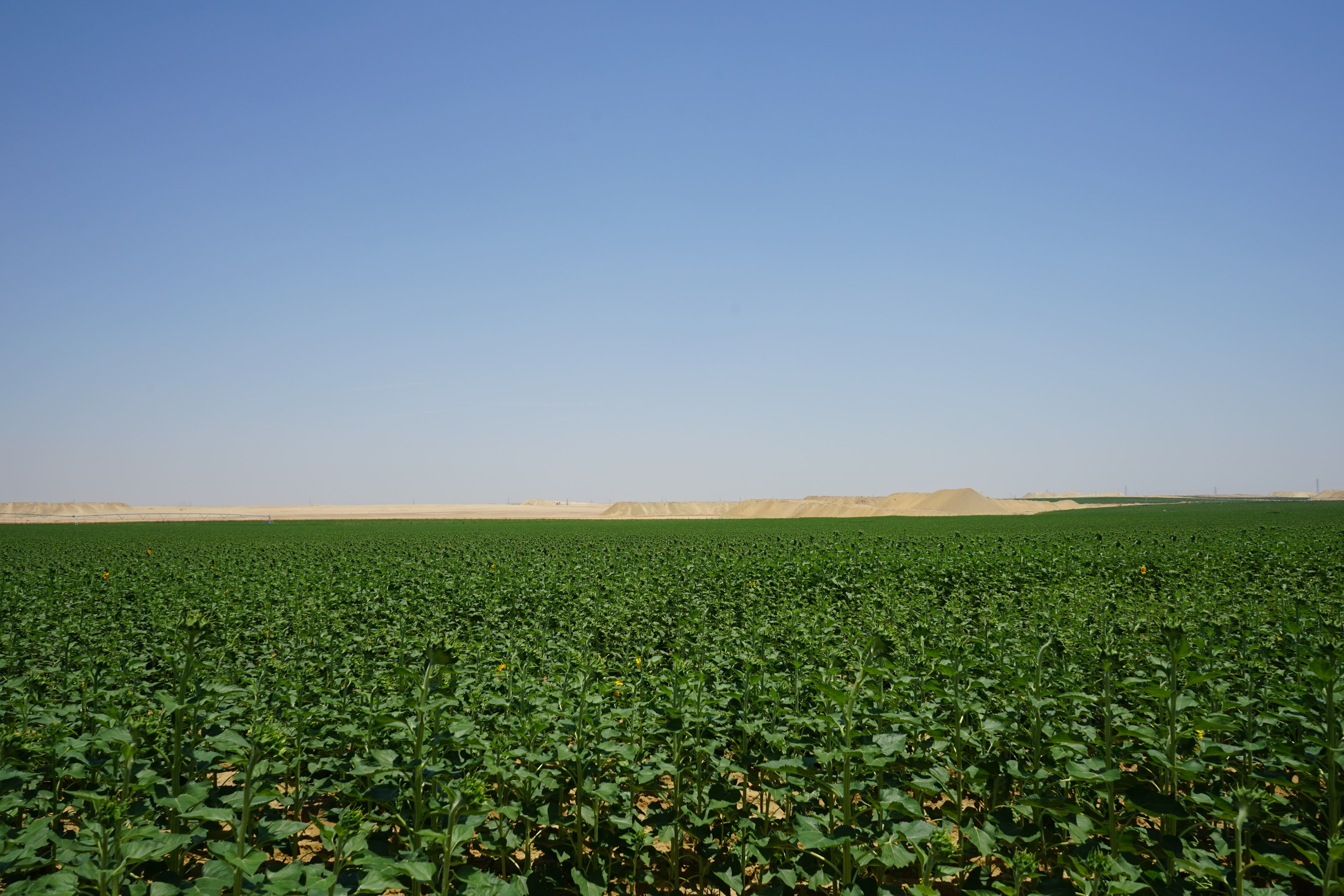  Un campo de remolacha azucarera en el Nuevo Delta, uno de los principales cultivos del proyecto, el 9 de junio.