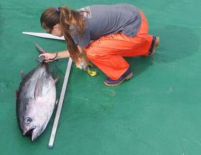 Una observadora midiendo una captura en el barco.