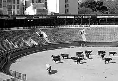 Toros que no han sido lidiados, ayer en el coso de la plaza de Castellón.