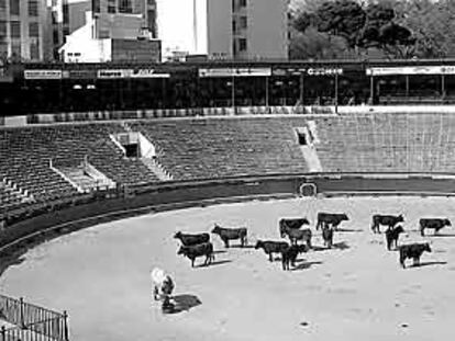 Toros que no han sido lidiados, ayer en el coso de la plaza de Castellón.