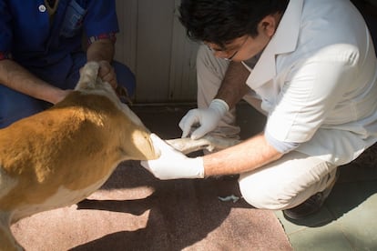 El veterinario anestesia a un perro antes de vacunarlo. La rabia se contendría si el 70% de los perros estuviese vacunados. Pero India solo había vacunado al 10% de sus cánidos en 2010.