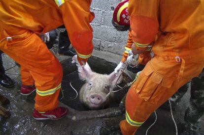 Los bomberos rescatan a un cerdo atrapado en el pozo de una granja en la provincia de Zhejiang (China), el 25 de abril de 2014.