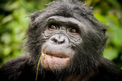 Un bonobo en una reserva natural de la República Democrática del Congo. 
