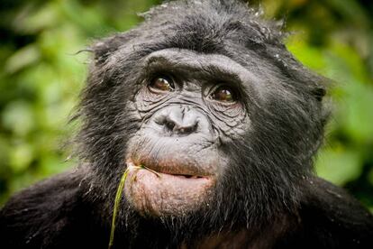 Un bonobo en una reserva natural de la República Democrática del Congo.