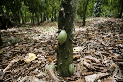 Vainas de cacao crecen en un árbol en una explotación de la aldea Ile-Oluji.