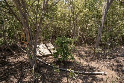 Hoses, drums, pallets and other debris are left behind by the authorities dismantling drug labs and become part of the mangroves. 