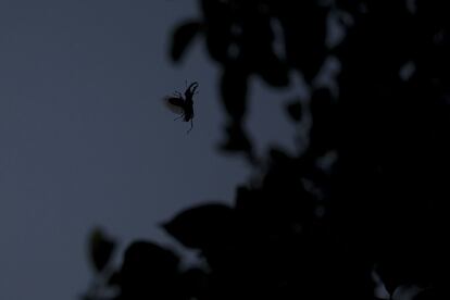 Este macho de ciervo volante, uno de los insectos más grandes de Europa, sobrevuela el cielo silvestre antes del cortejo.