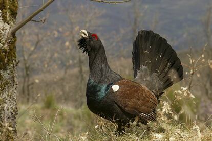 Ejemplar de urogallo cantábrico.