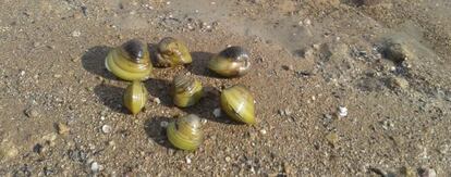 Almejas invasoras en el pantano de Sant Antoni.