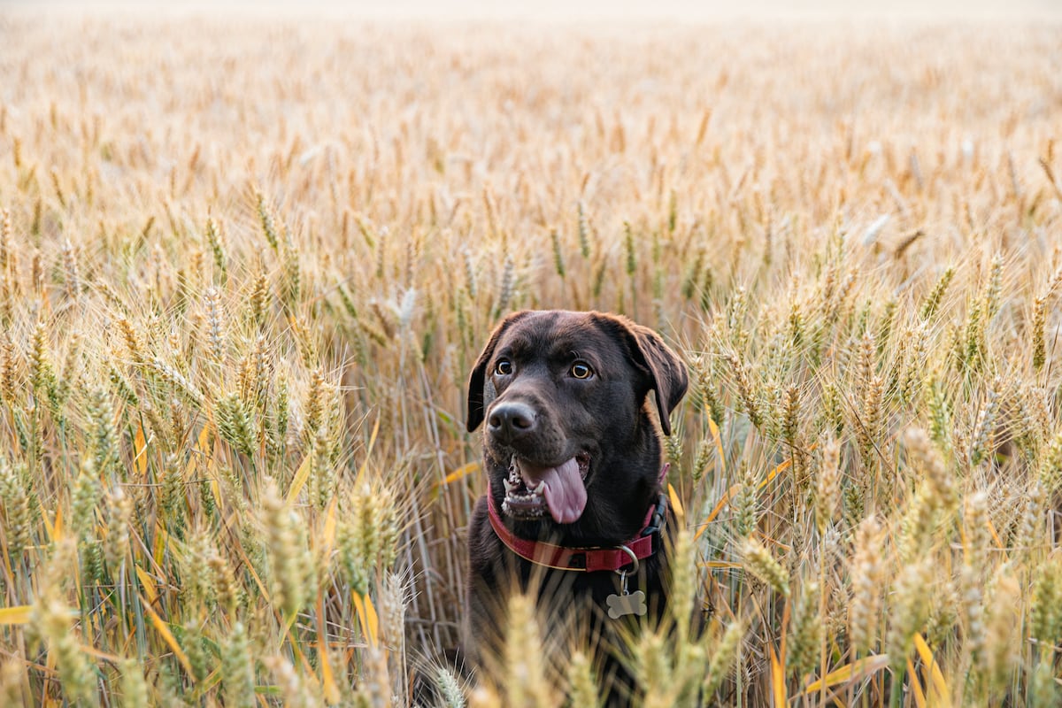 son las vainas de mezquite venenosas para los perros