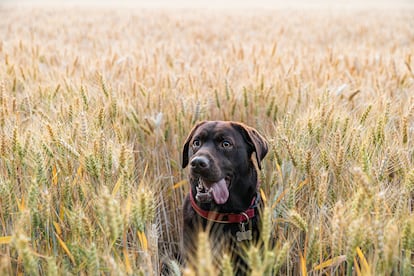 Perro en un campo de espigas