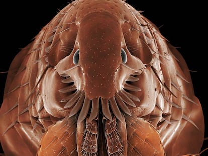 Fotografía microscópica de 'Ctenocephalides felis', o pulga del gato.