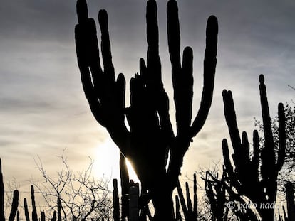 Los 10 imprescindibles de Baja California Sur