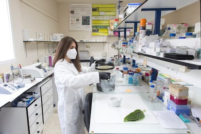 La bióloga Alicia Talavera, en el laboratorio.