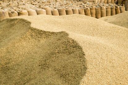 El arroz se reparte en sacos de 50 kilogramos en el mercado de cereales, que a diario mueve cinco millones de kilos de basmati. Amritsar (Punyab, India).