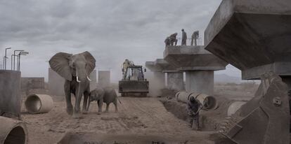 Construcción de un puente con excavadora y elefantes. <br><b>Marginados del nuevo mundo</b><br> Allí donde un día camparon a sus anchas, en las tierras deshabitadas de los masáis, cercanas al parque nacional de Amboseli, los animales salvajes luchan por adaptarse a un nuevo mundo. Son los nuevos parias de la civilización, protagonistas del último trabajo del fotógrafo, This Empty World, que se exhibe en la <a href=http://www.faheykleingallery.com/><b><u>Fahey Klein Gallery de Los Ángeles</a></b></u>. Para llevarlo a cabo, se construyeron parcialmente distintos escenarios con elementos propios del entorno humano. Tuvieron que transcurrir semanas, incluso meses, hasta que los animales se decidieran a adentrarse en estos hostiles paisajes. Una vez que el animal fue fotografiado, se fijó la cámara y se construyó el escenario final. A este se incorporó un elenco de residentes locales, protagonistas de la segunda toma, cuyas pobres comunidades sufren también el impacto de la degradación del mundo natural. “Ellos no son los responsables”, apunta el fotógrafo británico. El resultado final son estas alegóricas y perturbadoras imágenes compuestas que ponen el énfasis en la desconexión del hombre con su medio y en cómo la naturaleza continúa siendo arrasada en nombre del progreso.