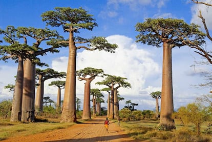 Avenida dos Baobás, em Madagascar.