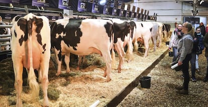 Visitantes observan varias vacas colocadas antes del concurso de belleza vacuno en Verden, al norte de Alemania.