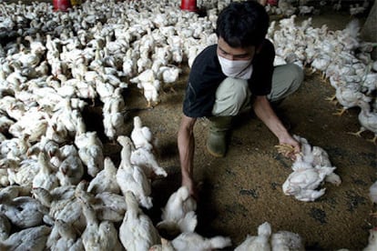 Un empleado indonesio clasifica pollos en una granja de Yakarta, la capital de Indonesia.