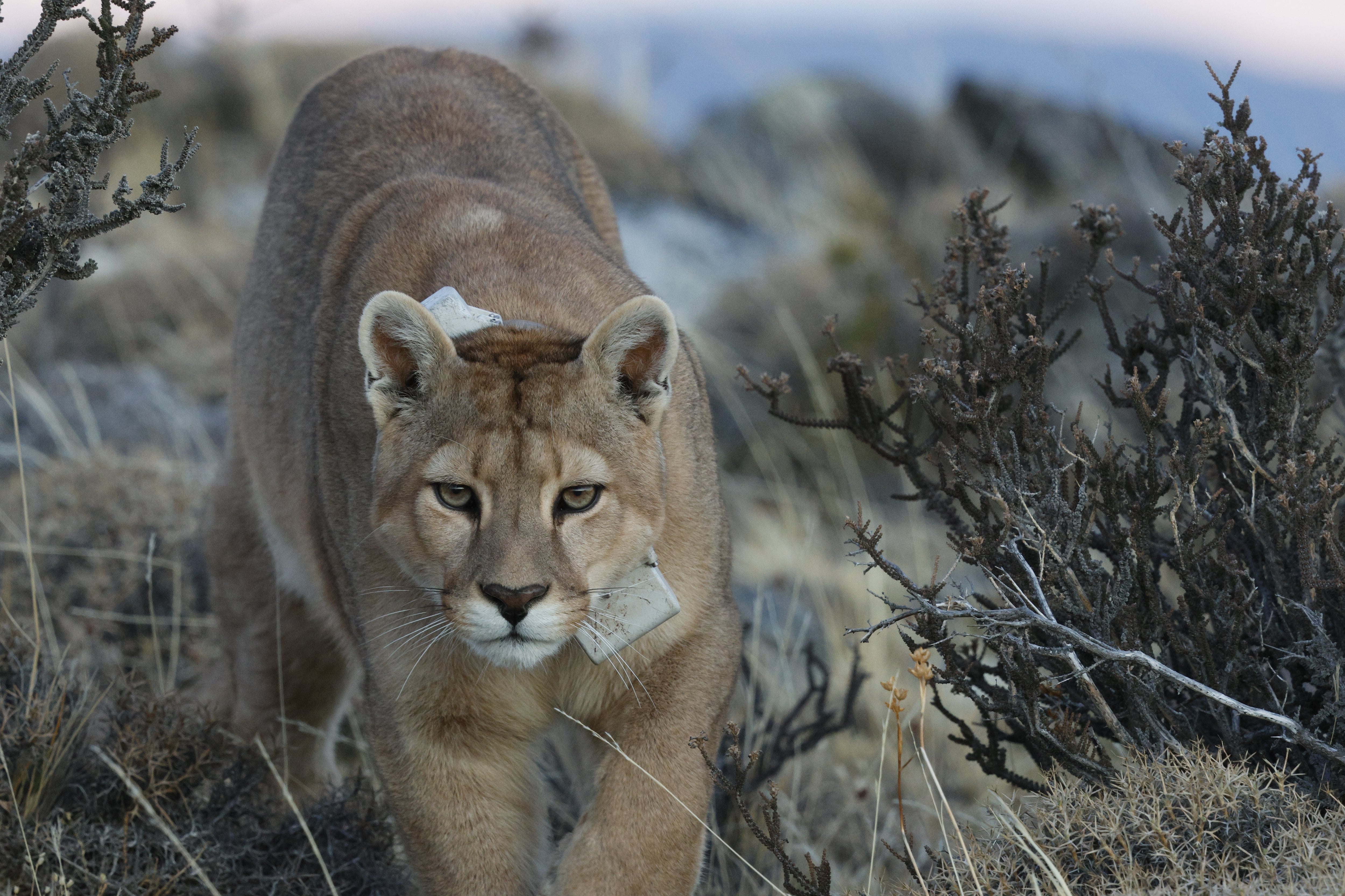 Un oasis de convivencia de los pumas y la ganadería en la Patagonia   