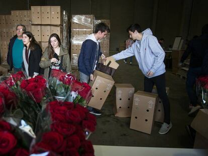 Distribuci&oacute; de Roses a Molins de Rei fa dos dies. 