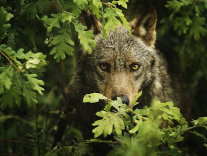 Un ejemplar de lobo ibérico, en una imagen de archivo.