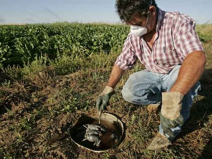 Goyo Villar muestra algunos de los topillos que se han ahogado en las trampas de su parcela en Villalar de los Comuneros, Valladolid.