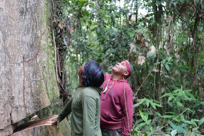 Marçal Guajajara and another guardian lament over a tree they could not save.