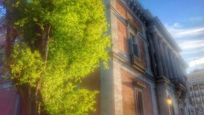 Falsa Acacia (Rowinia Pseudoacacia) en la Puerta de Murillo del Museo del Prado de Madrid