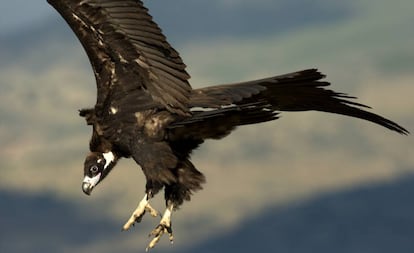Un ejemplar de buitre negro despliega sus alas durante el vuelo.